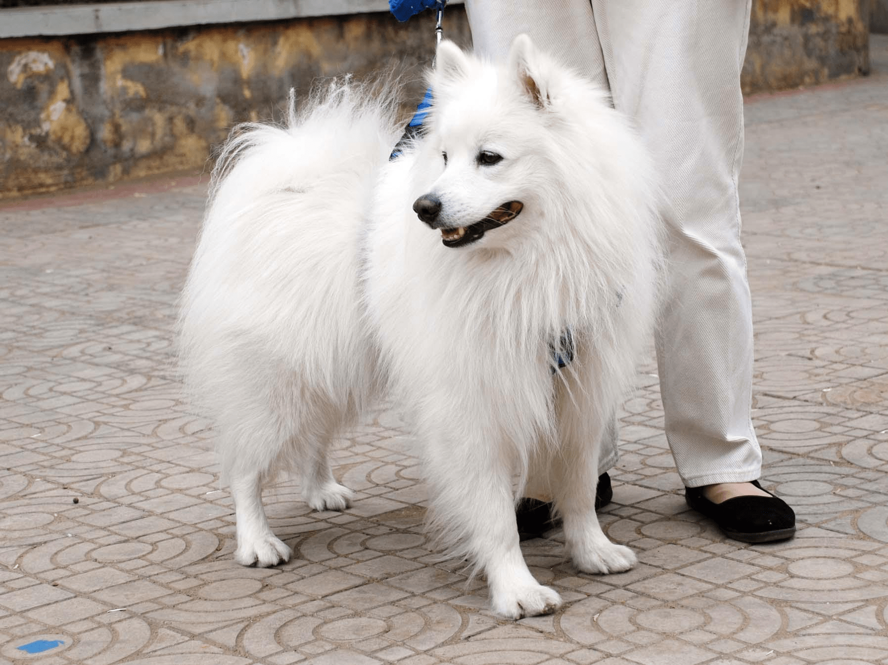 为什么颜值巨高的银狐犬却没有人养