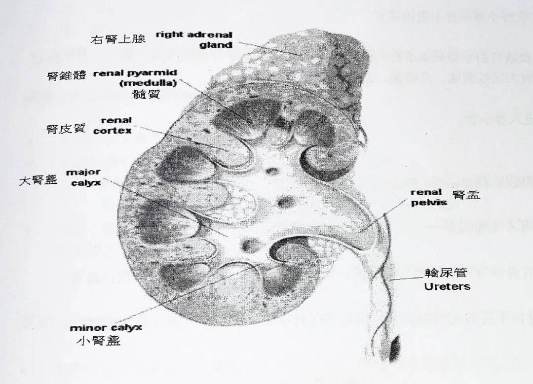 备考ifa肾解剖图模拟考2021 new plan以上为模拟试题中肾解剖图题型