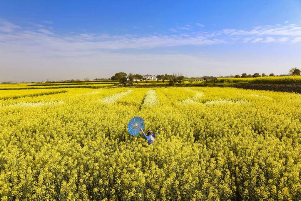 最美沙洋油菜花海2021年湖北省油菜花节盛大开幕啦