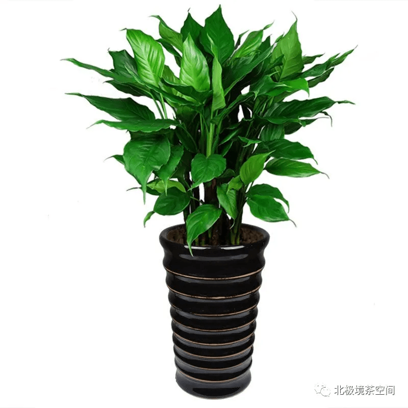植物旺运|十二生肖属龙最适合养的旺运植物!