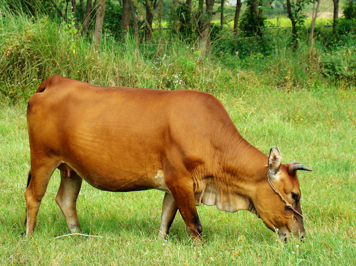 一,严格把关黄牛品种选择,从品种上提高黄牛的生产性能