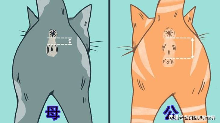 原创男猫新一代中间有个圈猫咪区分性别的方法