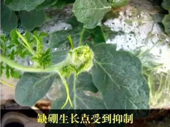 蔬菜缺硼怎么办?关键期没掌握好可能颗粒无收!