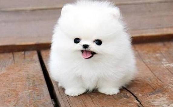 你知道茶杯犬的痛苦吗?看完后,宠主:我再也不养了!