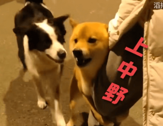 jackeylove抱大腿表情包事件解决?滔搏官方扣工作人员