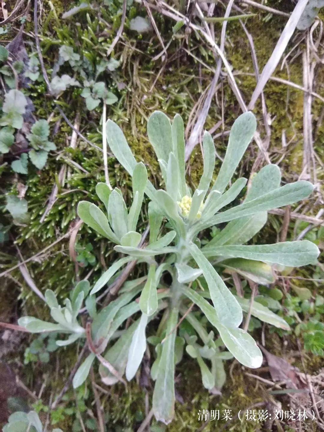 12种应季野菜与药效好吃又防病