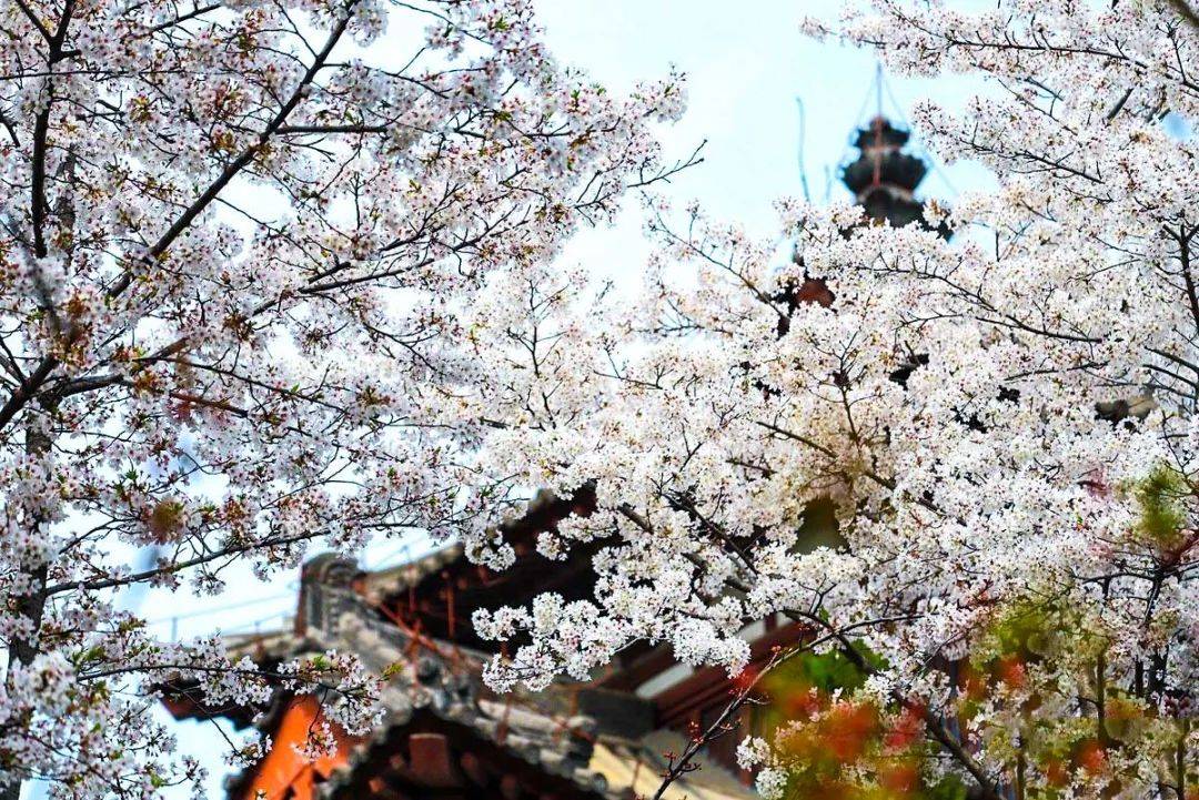 图源丨摄影部落 永远的雪山 西安青龙寺在樱花的映衬下,仿佛穿越到了