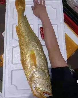 宁波渔民又收获野生大黄鱼,卖了20多万!