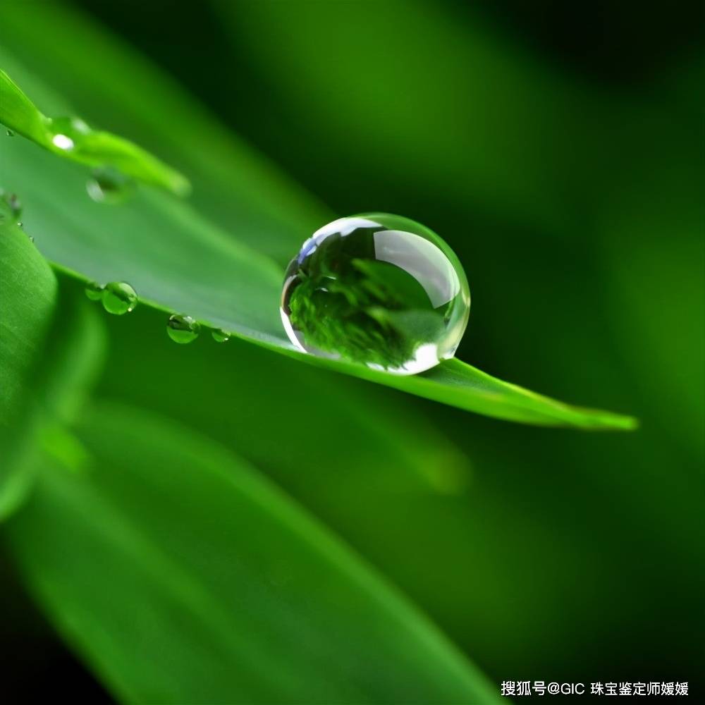 清晨,在植物上有世间最晶莹的精灵——露珠,一闪一闪地在青草,树叶的