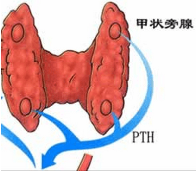 北京崇文门中医医院贾永忠:小器官,大作用,你了解甲状腺吗?