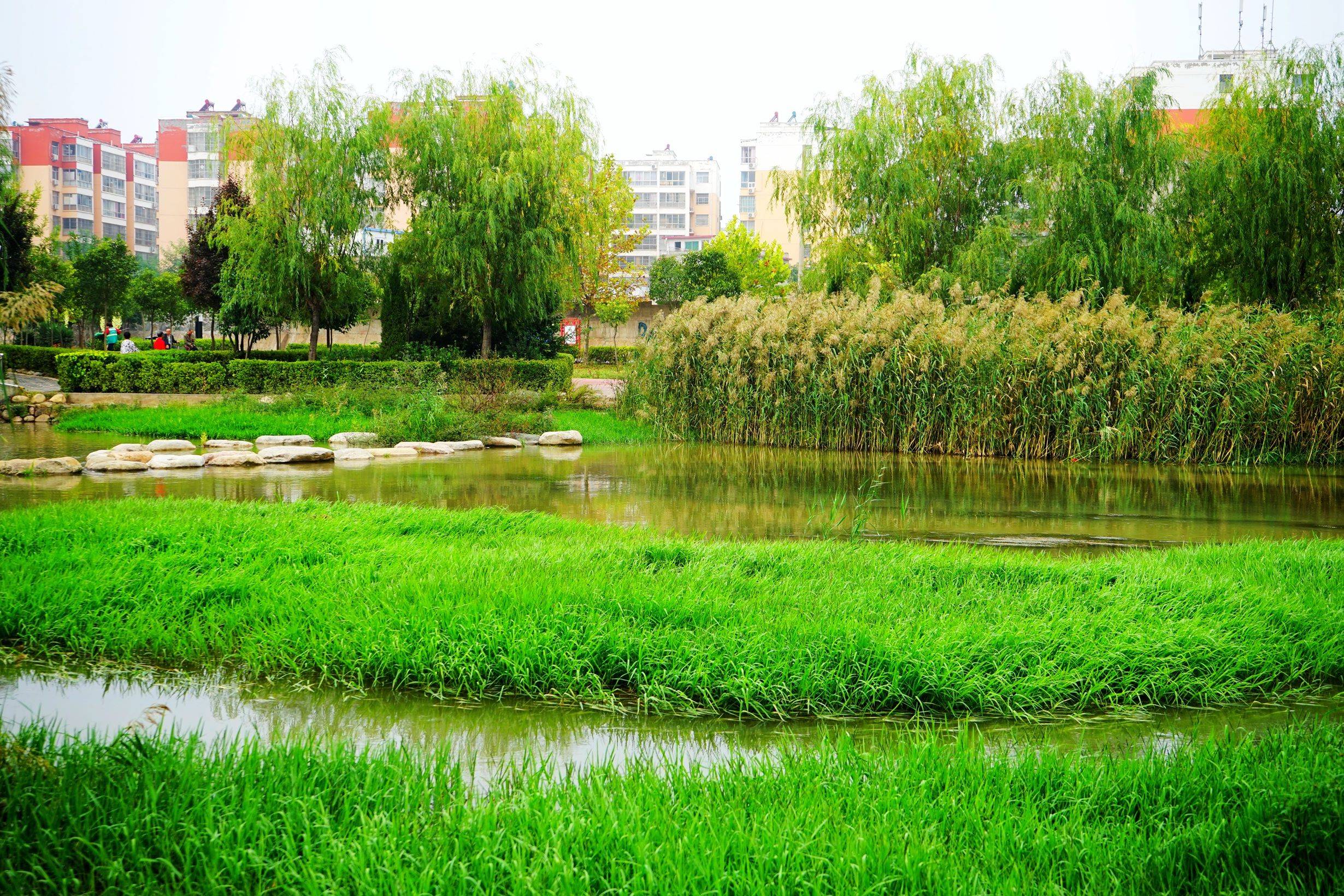 站在灵宝市环城桥畔,只见弘农涧河中,芦苇摇曳,不同形态的岩石点缀