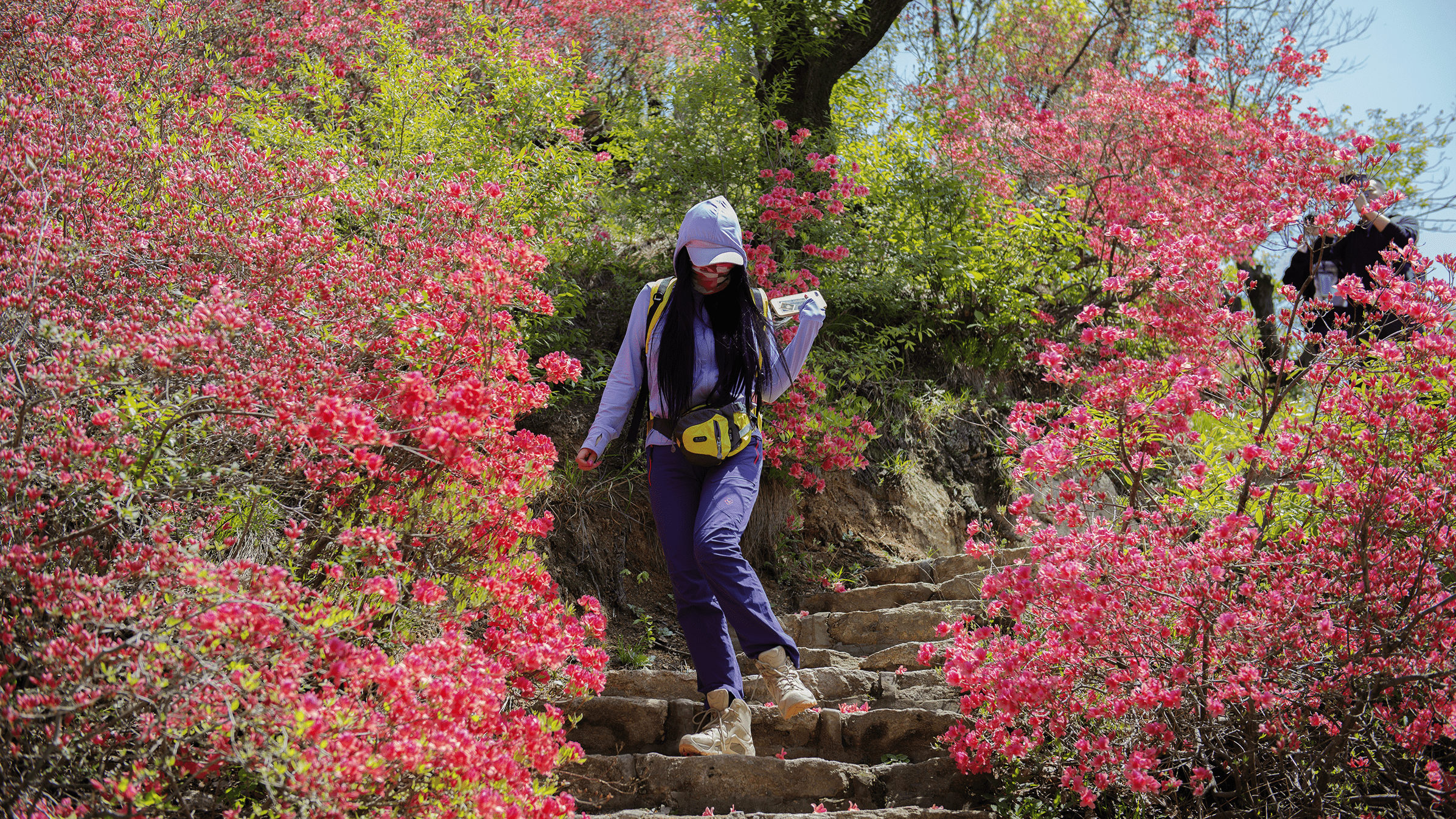 满山漫红醉春风!鲁山县诗景龙潭峡第五届杜鹃花节即将盛大开幕