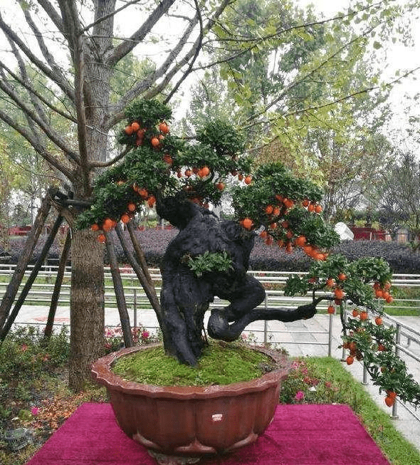 金弹子难开花结果?了解这4个过程,盆景硕果累累价值还能稳妥