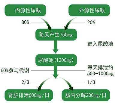 段军主任:警惕高尿酸,导致痛风和肾衰竭的隐形杀手?