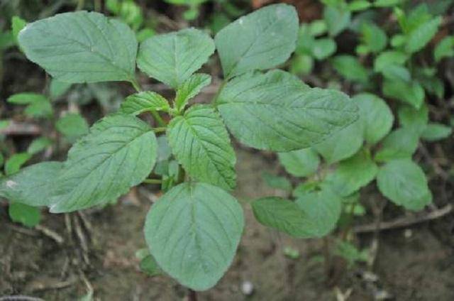 原创药农走在农村路上在路边认出此草竟是名贵草药野苋乐不可支