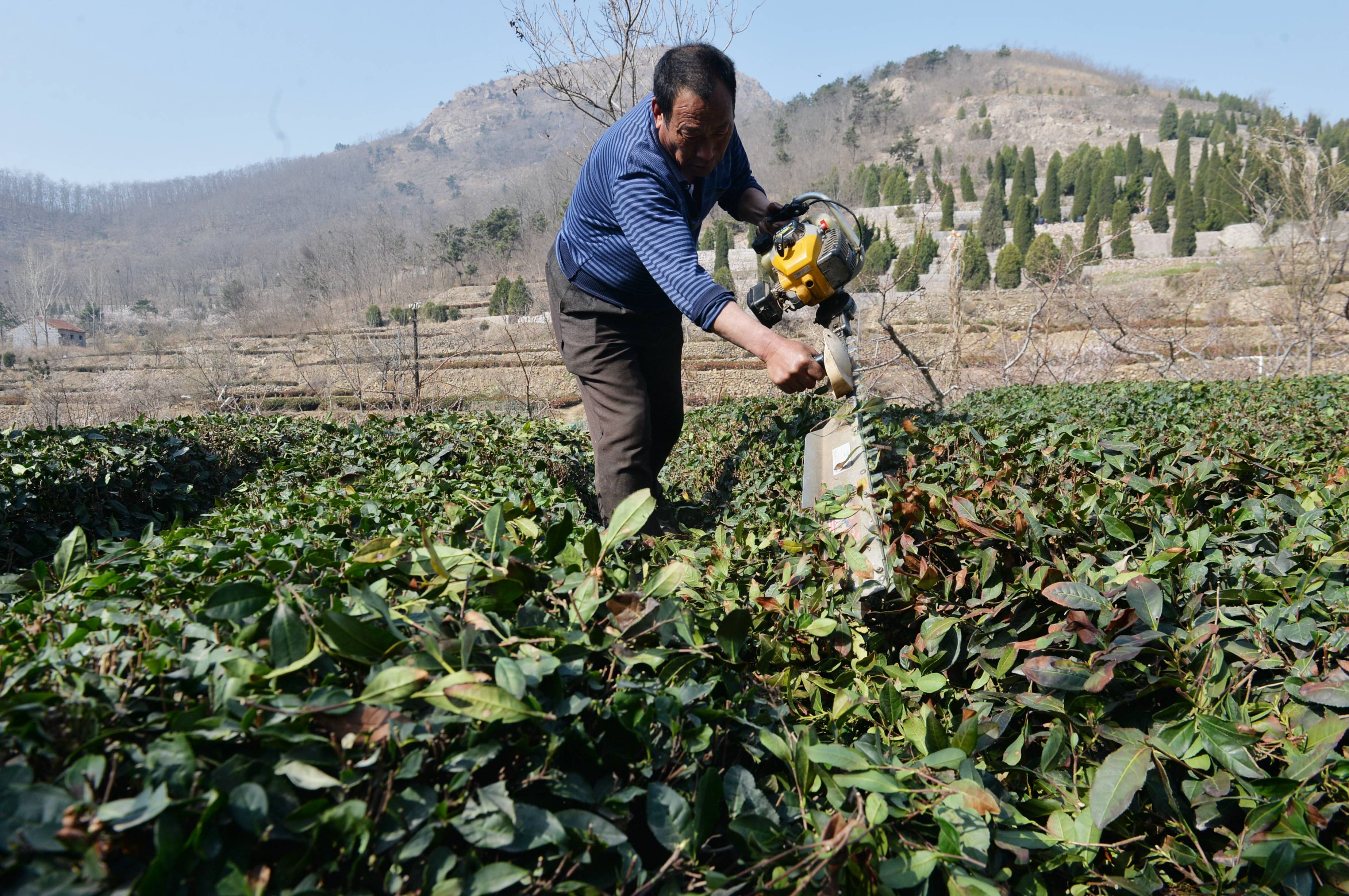 机器轰鸣,枝叶飞溅,崂山区茶农修剪茶树待采摘