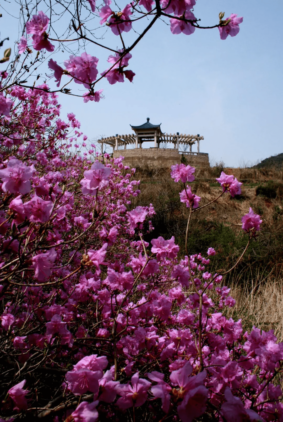 赏春时节:潍坊南部的五莲山,九仙山赏花打卡正当时_杜鹃花