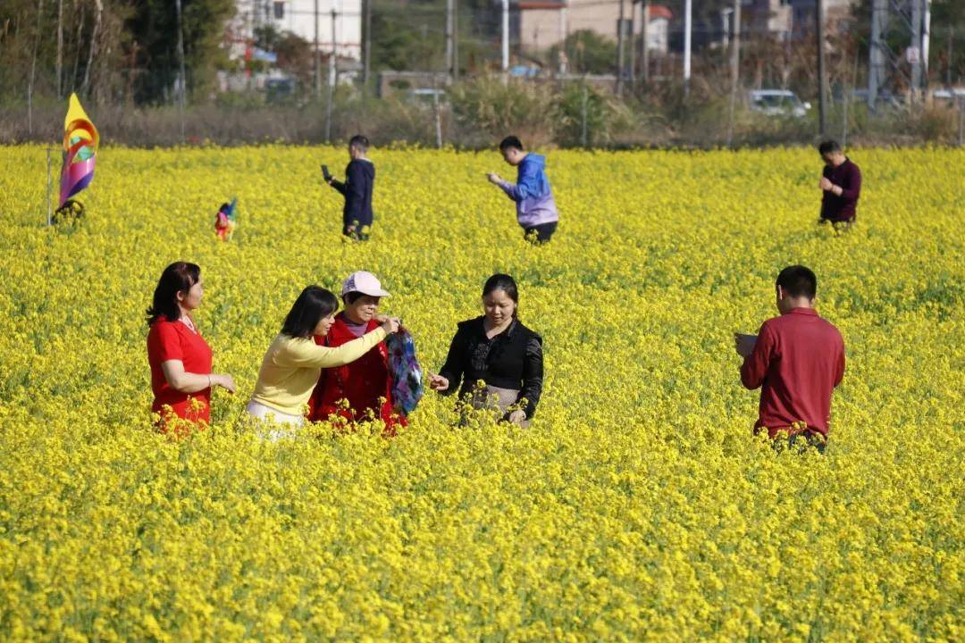 300多亩油菜花开放啦!满屏金黄_吕田