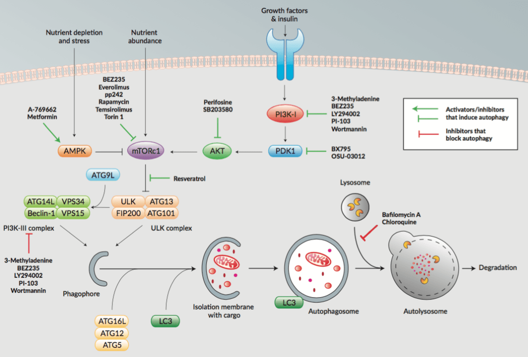 【小分子专题】细胞自噬抑制剂_线粒体