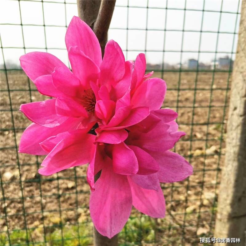 最新品种-娇红牡丹玉兰18-23花瓣花期长久