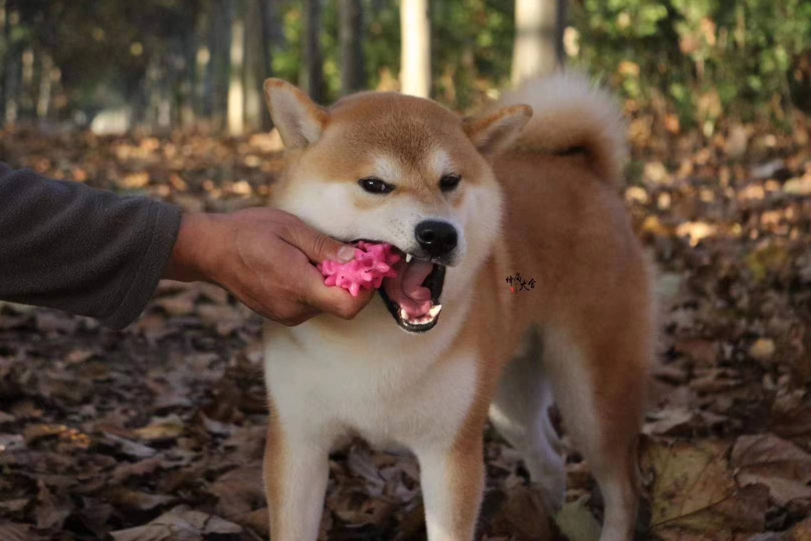 柴犬到底有几种颜色有什么区别