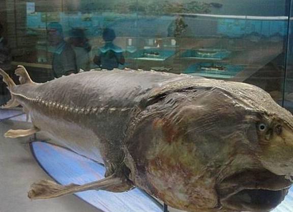 世界上最大的淡水鱼重达1吨曾与恐龙同行就生活在我国东北