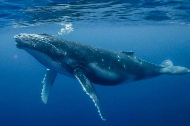 鲸的祖先上了岸为何又下海?活在海里却非鱼,但为何长了个鱼样?