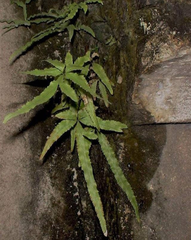 原创凤尾蕨别名鸡爪草,生长在井栏边,石缝,墙根等阴湿处
