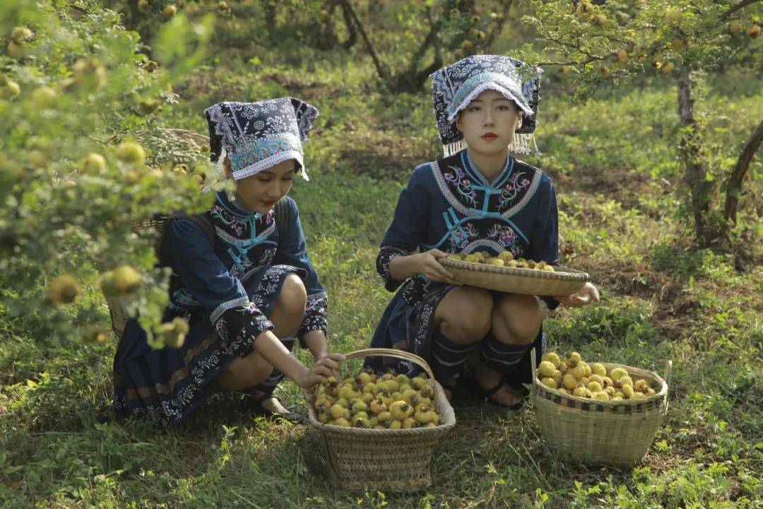 龙里布依族姑娘正在采摘刺梨