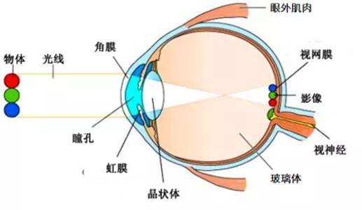 眼睛的基本结构包括角膜,房水,晶状体,玻璃体,视网膜和巩膜.