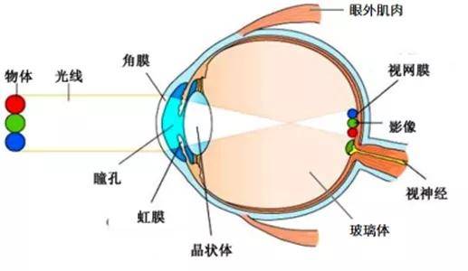 眼睛的基本结构包括角膜,房水,晶状体