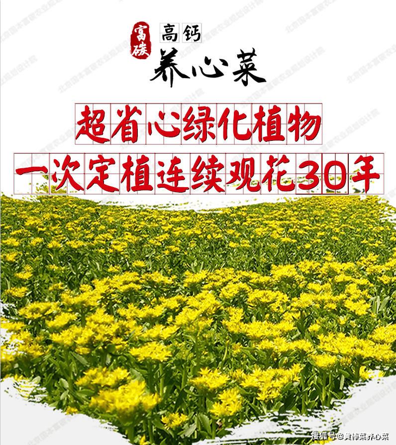 富碳高钙养心菜超省心绿化植物,全年绿期长达300天