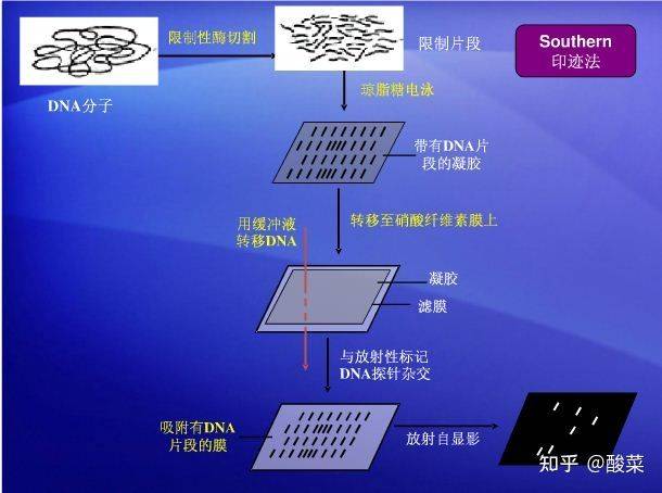 二十二,southern blot