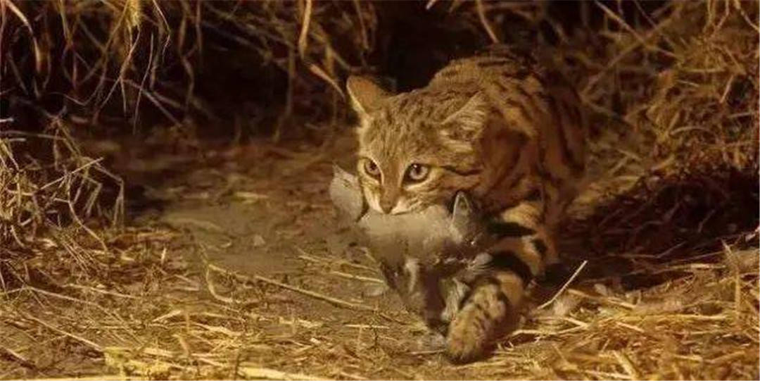 非洲最小的猫猫科捕猎效率最高的杀戮机器被全世界禁养