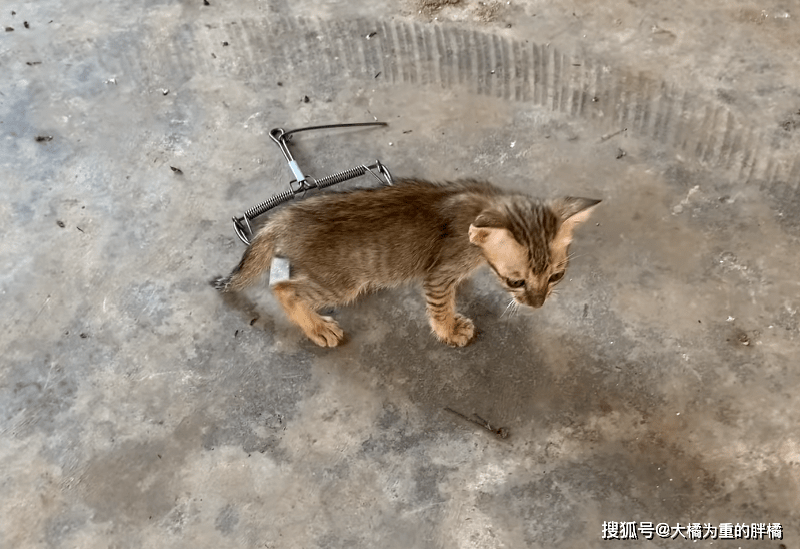 原创可怜小猫被老鼠夹夹住后腿有人故意设陷阱不见猫妈踪影