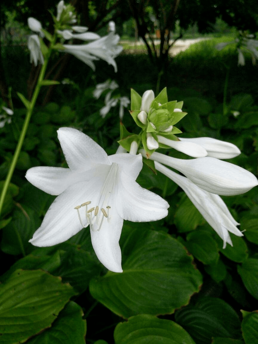 原创树荫下养点花,这4种花都耐阴,开花也超美