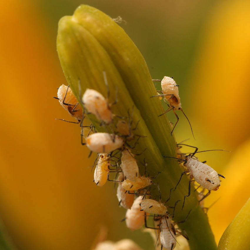 4,蚜虫:蚜虫是玉米生长中后期最常发生的一种害虫,主要危害玉米雄穗