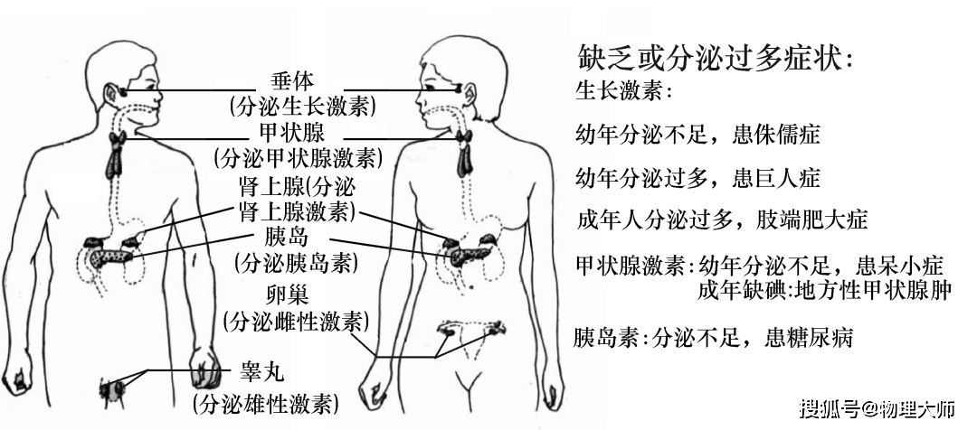 女性生殖系统结构和功能23鸡卵的结构24细菌,真菌和病毒的结构生物