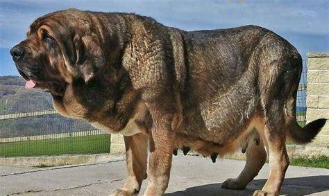 体重100kg的欧洲猛犬,可以凭借强劲实力碾压藏獒,一度
