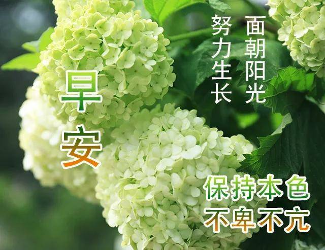 精选2021年早安祝福图片,早上好祝福语句,早安朋友