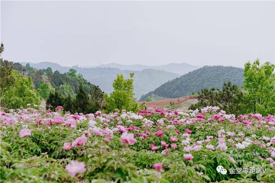 01 - 位于栖贤赖家湾的芍药花田 距离金堂县城仅20多分钟路程 漫山