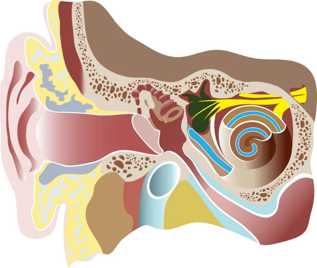 内江聪茂听力助听器:什么是鼓膜穿孔?它可以自行愈合吗?