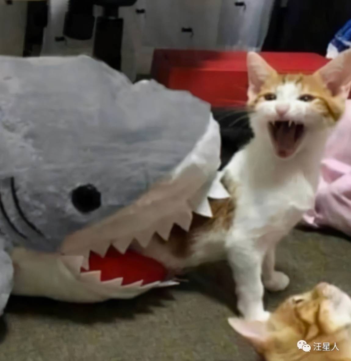 家里猫猫被鲨鱼咬了奶奶连夜把鲨鱼的嘴缝上了