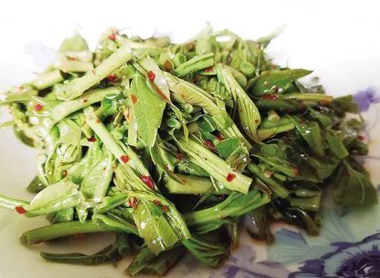 其味微苦,清热排毒,具有良好的药用价值.其嫩茎叶作