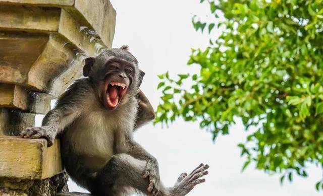 笑死人不偿命:全球搞笑野生动物摄影奖入围名单一览