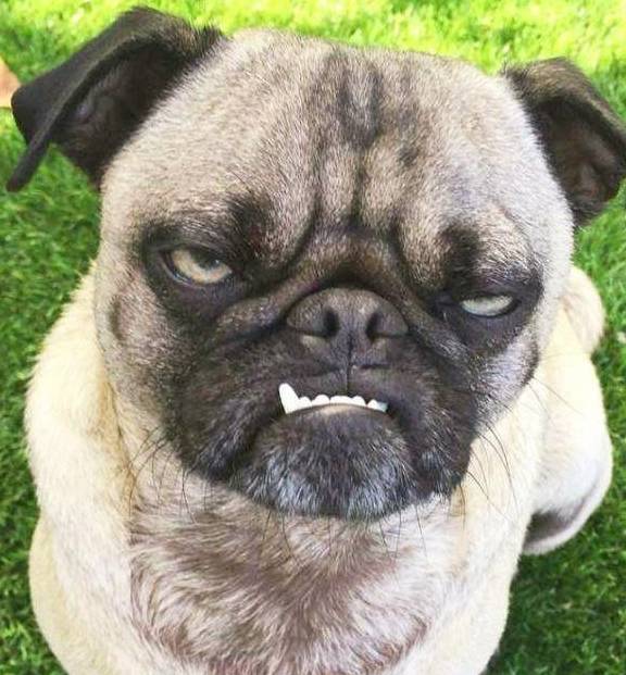 原创狗狗偶尔会做出"超凶"表情,那你知道它这个表情意味着什么吗?