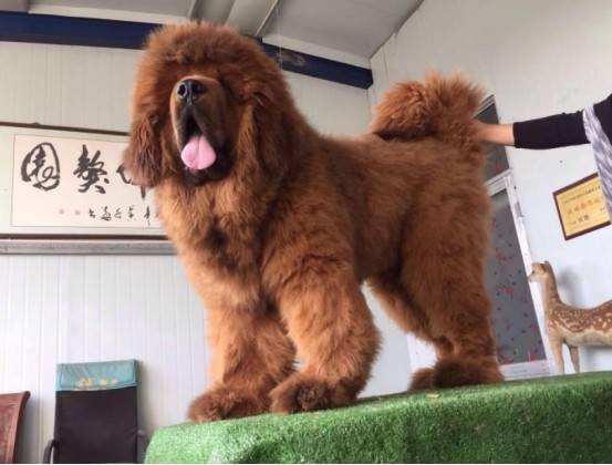 原创昔日卖出天价的藏獒,如今白送都没人要?到底是发生什么事?