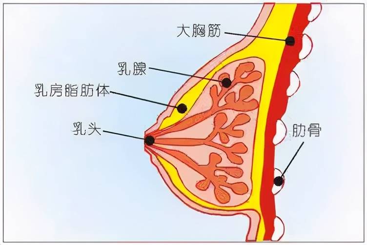 名医答疑王瓯晨教授带你了解有效又美观的乳腺癌保乳手术