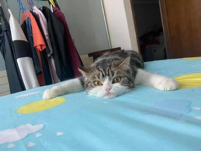 猫咪外出玩了一天之后回到家的状态