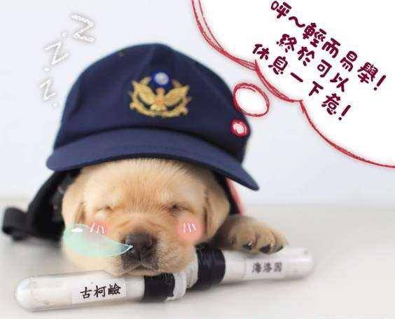 台湾警犬队超萌小警犬,圈粉无数